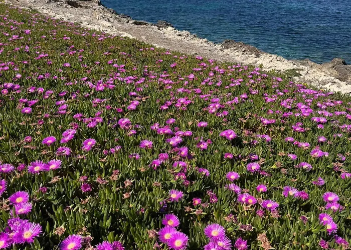 Casamare *